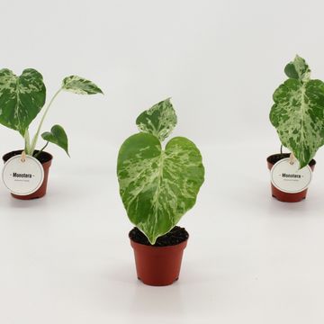 Monstera deliciosa 'Bulbasaur'