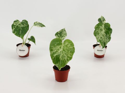 Monstera deliciosa 'Bulbasaur'