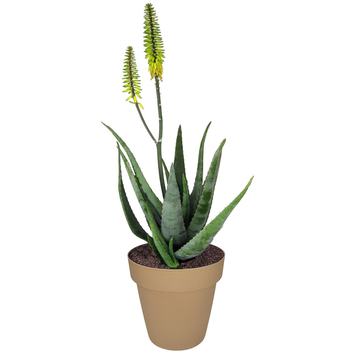 caring for coconut palm Coconut Palm Tree For Sale Including Care Guide main image 0