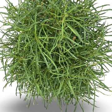 Frangula alnus FINE LINE