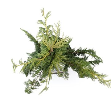 Chamaecyparis nootkatensis 'Pendula'