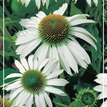 Echinacea purpurea 'White Swan'