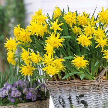 Narcissus 'Rip van Winkle'