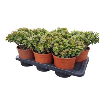 Crassula portulacea