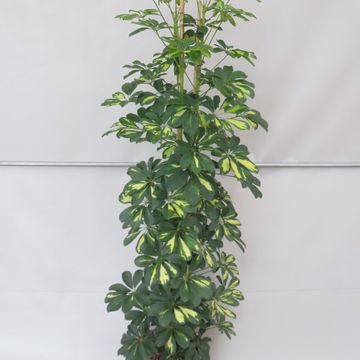 Schefflera arboricola 'Gold Capella'