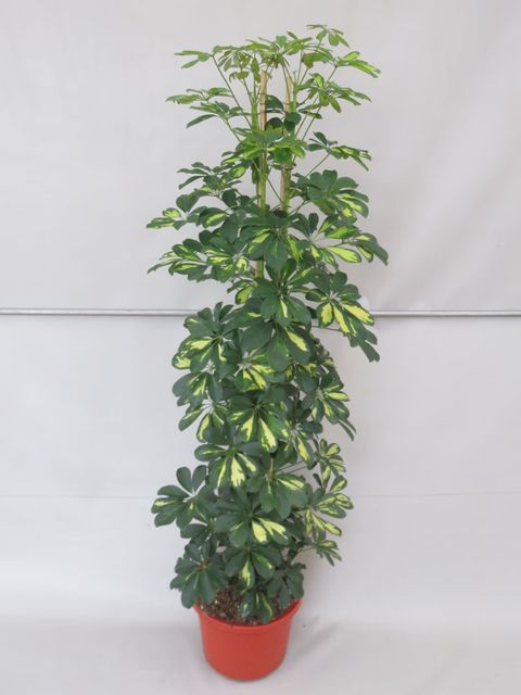 Schefflera arboricola 'Gold Capella'