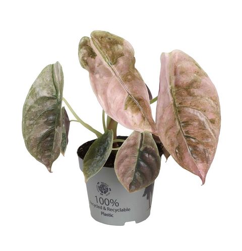 Алоказія cuprea 'Red Secret Variegata'