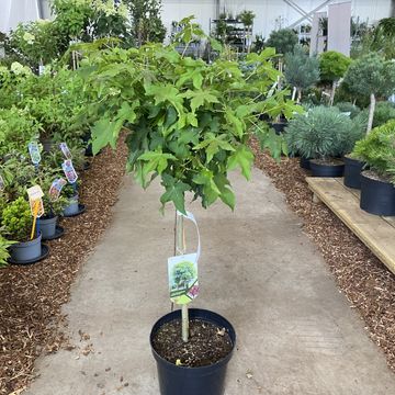 Liquidambar styraciflua 'Gum Ball'