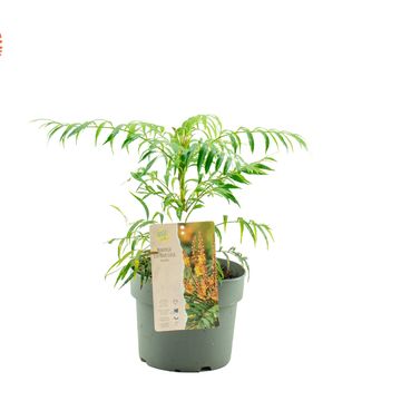 Mahonia VOLCANO