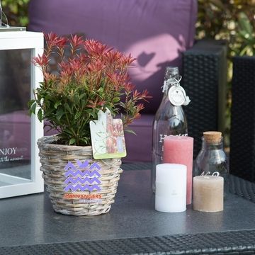 Pieris japonica 'Carnaval'