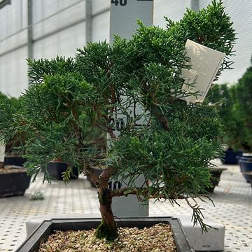 Juniperus chinensis