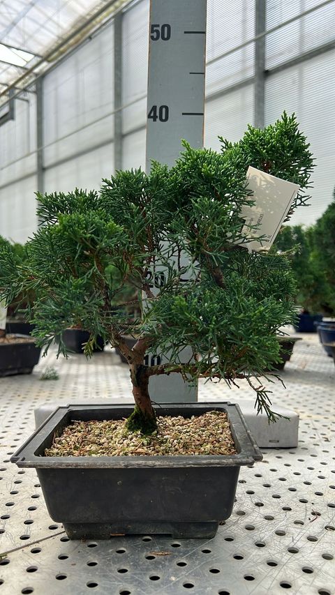 Juniperus chinensis