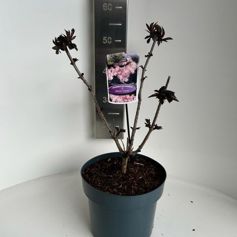 Sambucus nigra BLACK TOWER