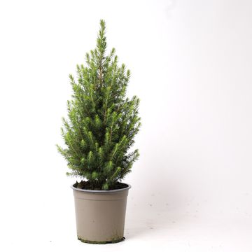 Picea glauca PERFECTA