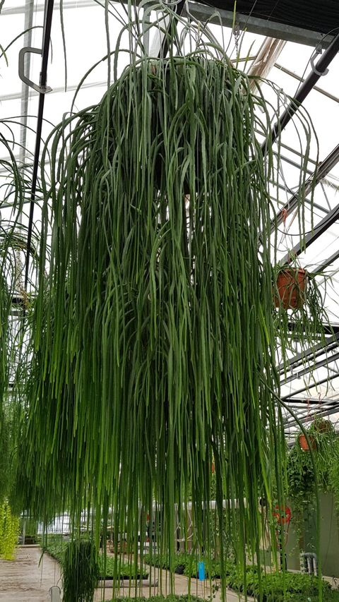 Lepismium bolivianum