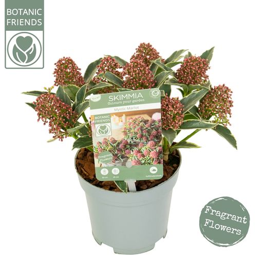 Skimmia japonica 'Mystic Marlot'