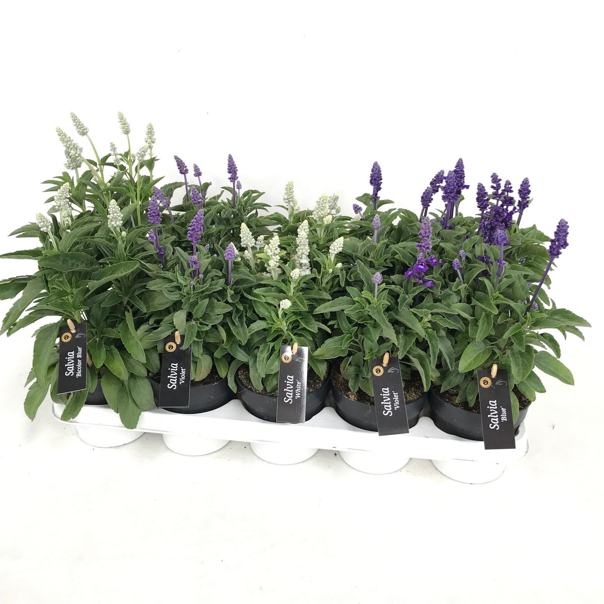 Salvia farinacea MIX — Pflanzengroßhandel FlorAccess