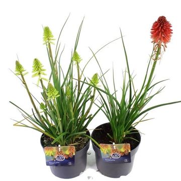 Kniphofia MIX