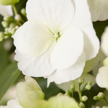 Hydrangea RUNAWAY BRIDE