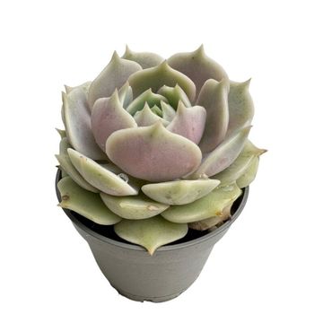 Echeveria lilacina