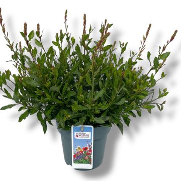 Gaura lindheimeri GAUDI WHITE