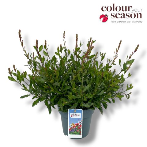 Gaura lindheimeri GAUDI WHITE