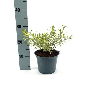 Eriostemon myoporoides GOLD TOUCH