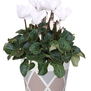 Cyclamen persicum SUPER SERIE S ALLURE MIX