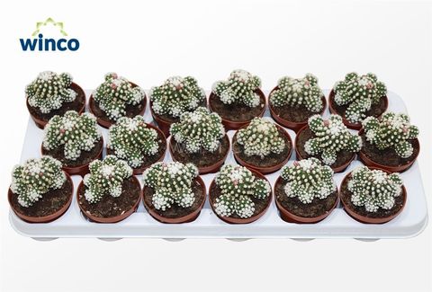 Mammillaria vetula gracilis 'Arizona Snowcap'