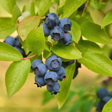 Vaccinium corymbosum 'Patriot'