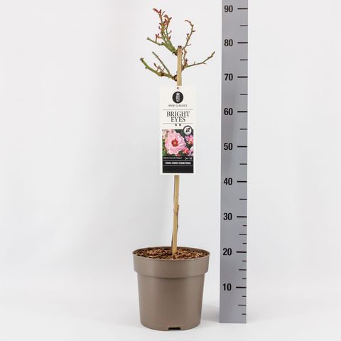 Роза BRIGHT EYES