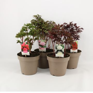 Paeonia LACTIFLORA MIX