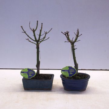 Acer palmatum 'Shishigashira'