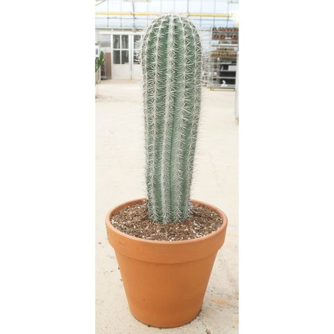 Pachycereus pringlei