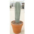 Pachycereus pringlei