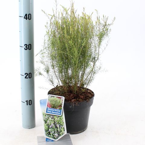 Diosma hirsuta 'Pink Sensation'