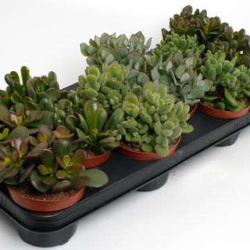 Crassula MIX