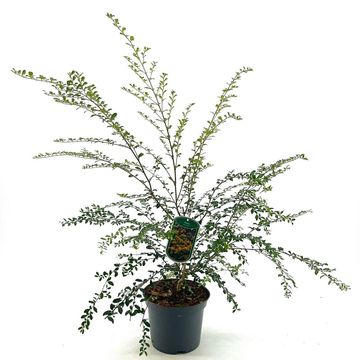 Azara microphylla
