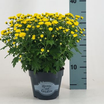 Chrysanthemum 'Jasoda Dark Yellow'