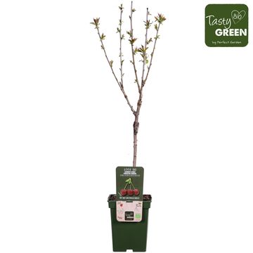 Prunus avium 'Bigarreau Burlat'