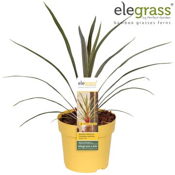 Cordyline australis MAGIC STAR