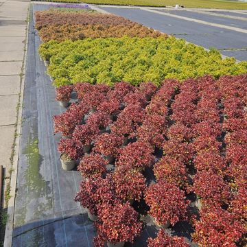 Coprosma RAU KARA MIX