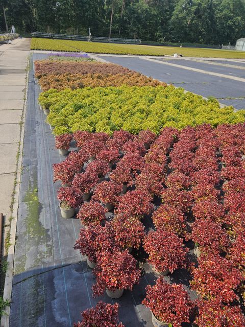 Coprosma RAU KARA MIX