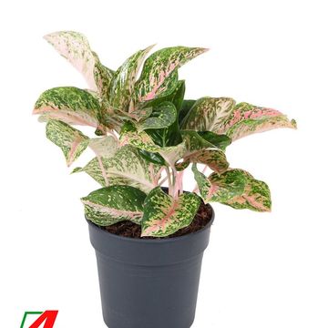 Aglaonema 'Two Tone Moonstone'