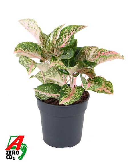 Aglaonema 'Two Tone Moonstone'