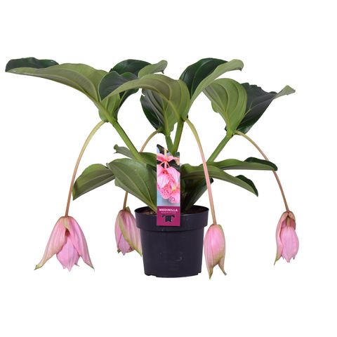 Medinilla magnifica