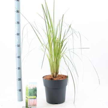 Cortaderia selloana 'Pink Feather'