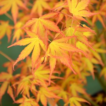 Acer palmatum 'Katsura'