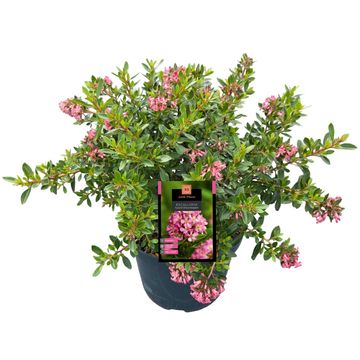 Escallonia laevis SHOWSTOPPER