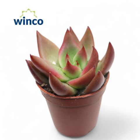 Echeveria 'Mars'
